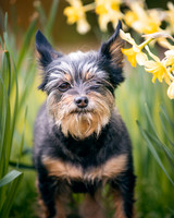 Small Doggo