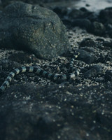 Natures
