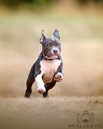 NTK_1113