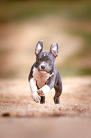 Merle, American Bully