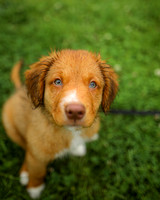 Tilley Actual, Nova Scotia Duck Tolling Retriever