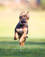 Annie, Rescue Shepard Malamute Mix